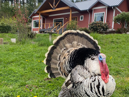 Tips for Raising Turkeys