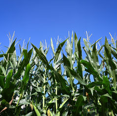 VOF-Garden-7.2020-6.jpg