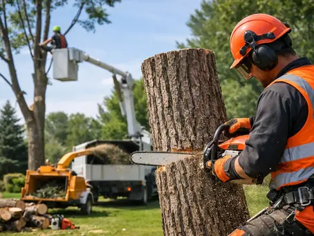 Tree Removal Step by Step