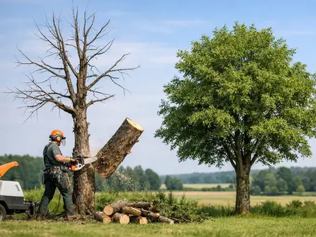 Should You Remove a Dead Tree?