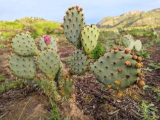Prickly pear cactus with one pink blossom