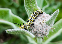 Granja de algodoncillo