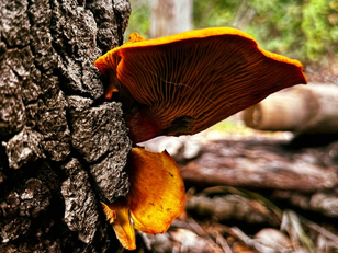 Orangeish yellow mushroom growing out of tree bark