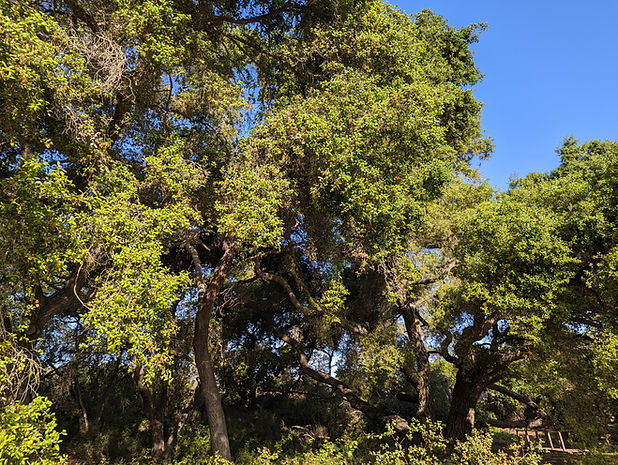 Mass of oak trees