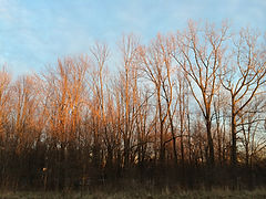 IMG_4129.JPG