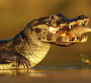Pantanal.webp