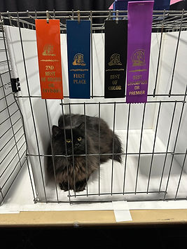 Pearl Show Jan2026.JPG