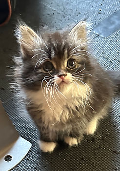 Lucky 9wk a.jpg