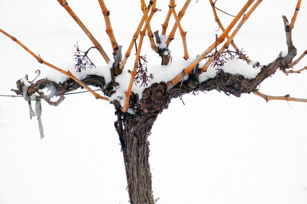 Cépages d’hiver 12