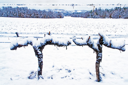 Cépages d’hiver 14