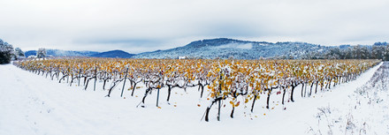 Cépages d’hiver 01