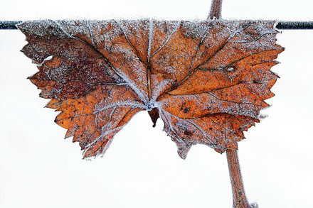 Cépages d’hiver 04