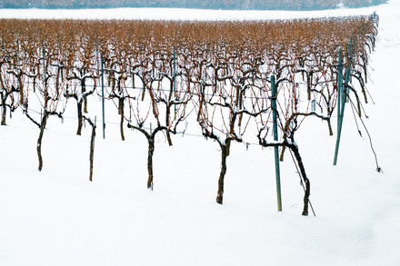 Cépages d’hiver 17