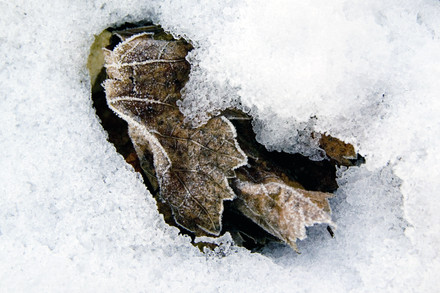 Cepages d'hiver-09