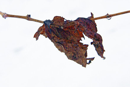 Cépages d’hiver 10