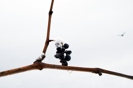 Cépages d’hiver 13