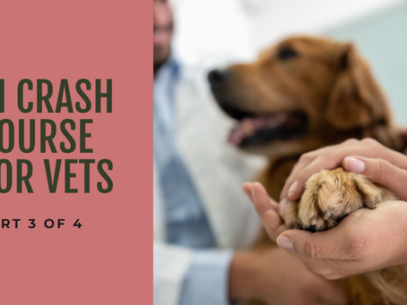 AI Crash Course for Veterinarians: Part 3 of 4