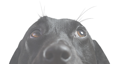 Closeup of a Black Dog_edited.png