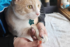 Cat nail caps.jpg