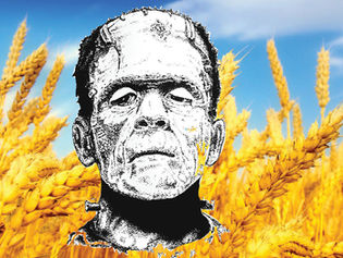 Frankenwheat?
