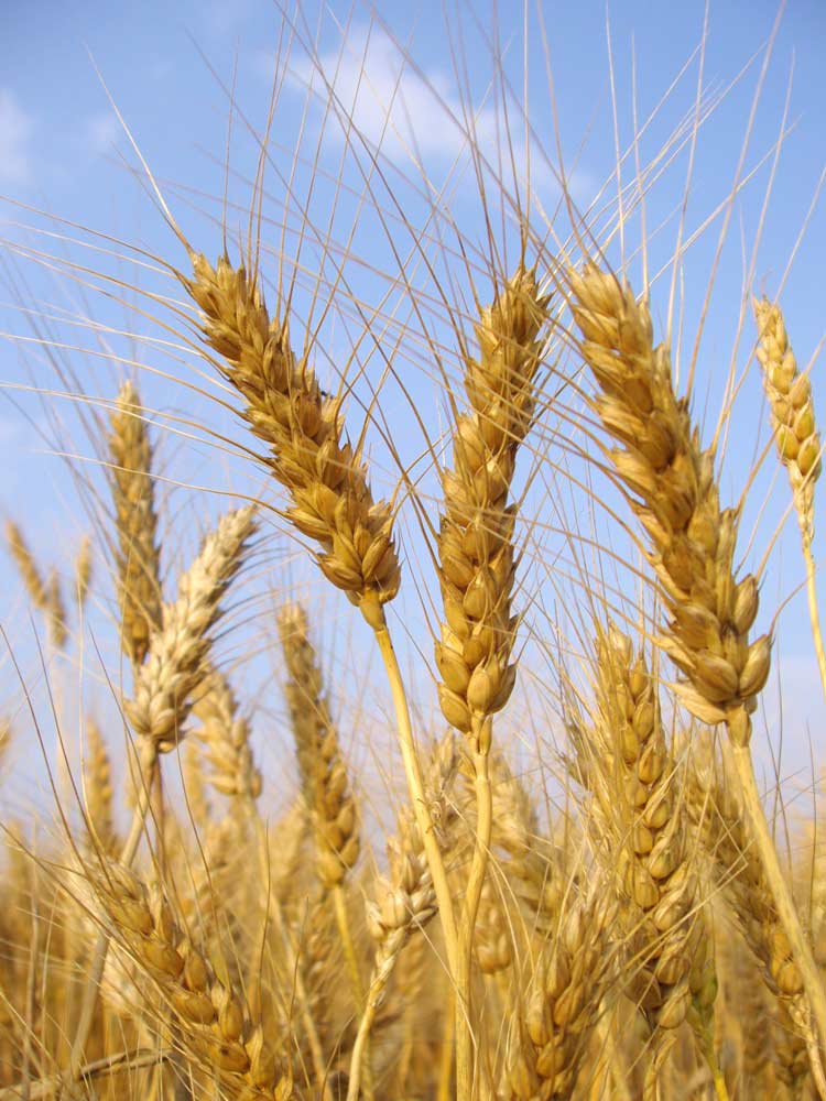 Stalks of Wheat