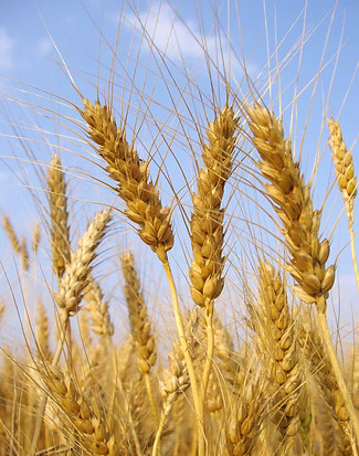 Stalks of Wheat