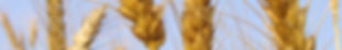 Stalks of Wheat