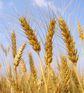 Stalks of Wheat