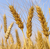 Stalks of Wheat
