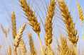 Stalks of Wheat