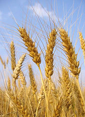Wheat