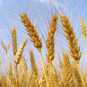 Planting Wheat