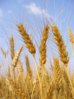 Magnesium deficiency another sad reflection of the human diet