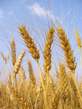 Stalks of Wheat