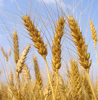Design for agriculture