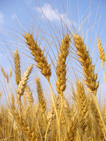 Stalks of Wheat 