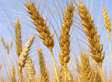 Lughnasadh