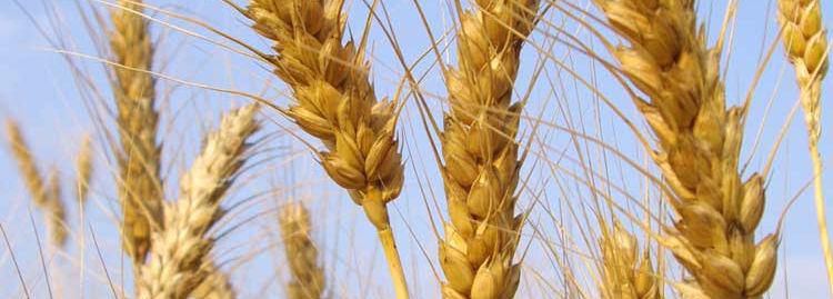 Tallos de trigo