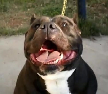 Bully Pitbull Picture