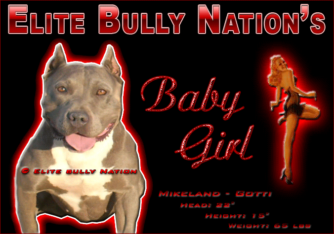 Picture of Past Bully Pitbull Puppies for Sale - Elite Bully Nation Pitbull Kennels