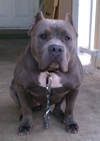 Bully Pitbull Picture