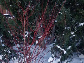 Hyrnir að vetri til