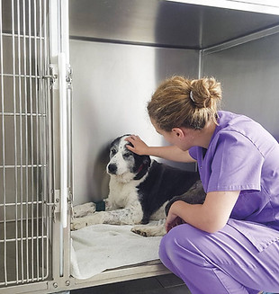 clinica-veterinaria-les-campes-hospitalizacion-perros.jpg