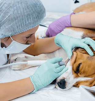 destartraje-veterinarios-para-perros.jpg