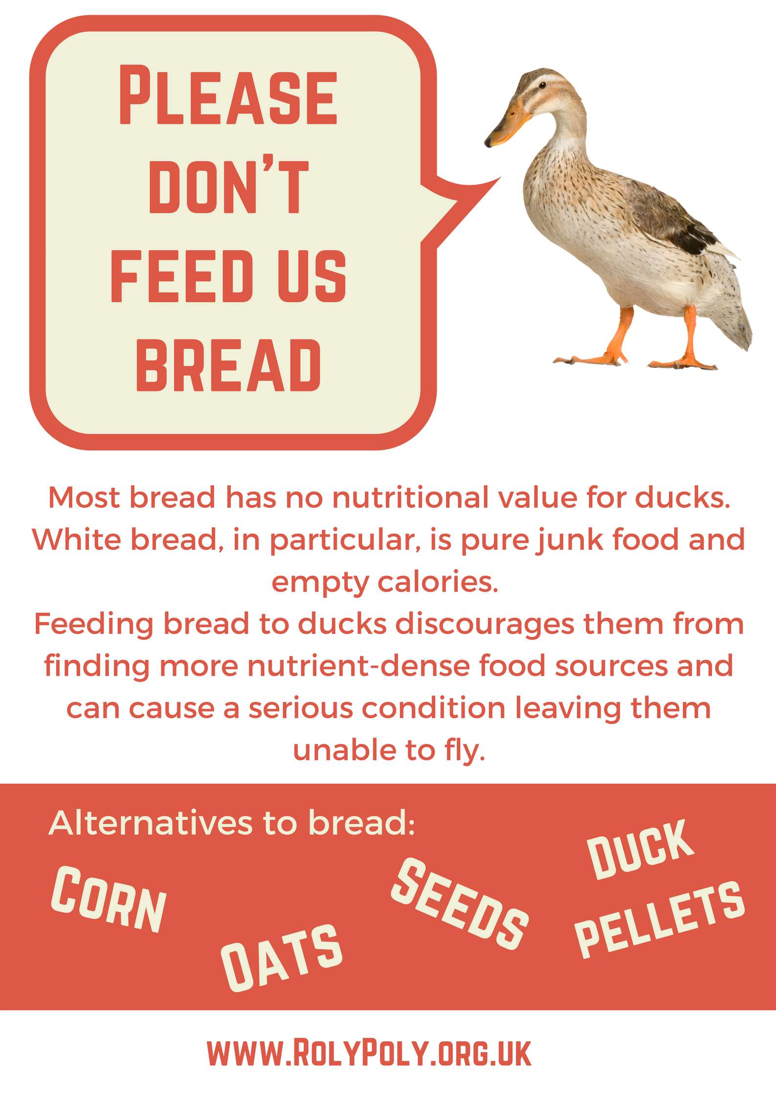 Ducks and bread don't mix!