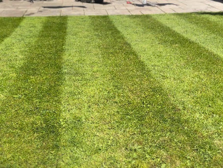 Garden grass