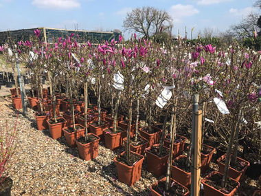 Potted flowers grouped