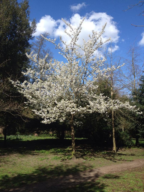 large white tree