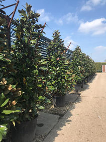 an angled shot of a row of trees