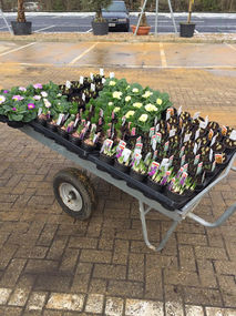 Plants in a carrying tray with wheels